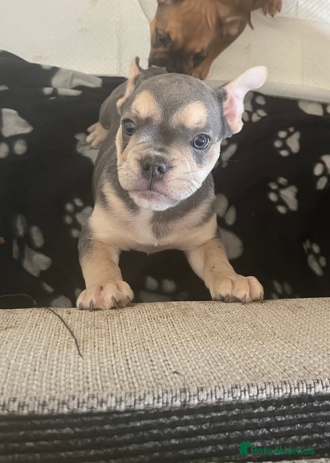 Mixed Breed dogs for sale: Beautiful female puppy ready today  - Image 40