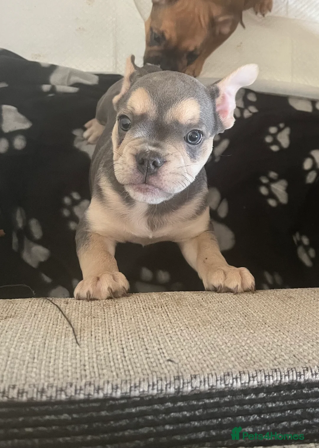 Mixed Breed dogs for sale: 9 month old male available  - Advert 23