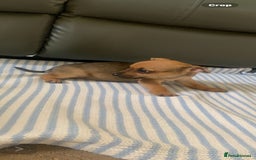Mixed Breed dogs for sale: 8-Week-Old Puppies for Sale 3 Males, 1 Female - Image 3