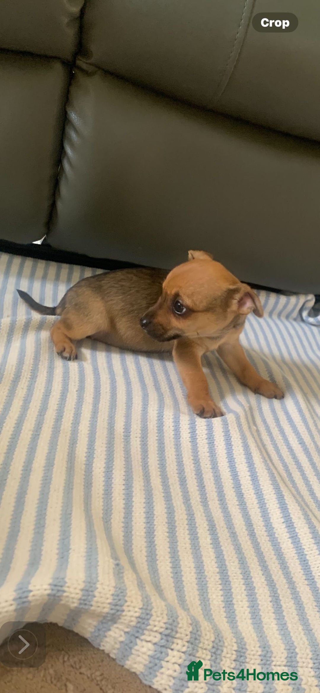 Mixed Breed dogs for sale: 8-Week-Old Puppies for Sale 3 Males, 1 Female - Image 3