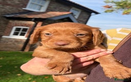 Cocker Spaniel dogs for sale: Working Cocker Spaniel Puppies  - Image 1