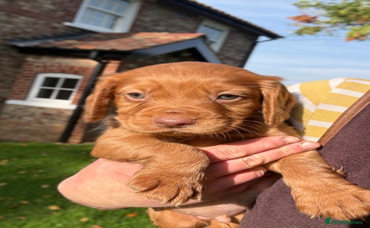 Cocker Spaniel dogs - Advert 4