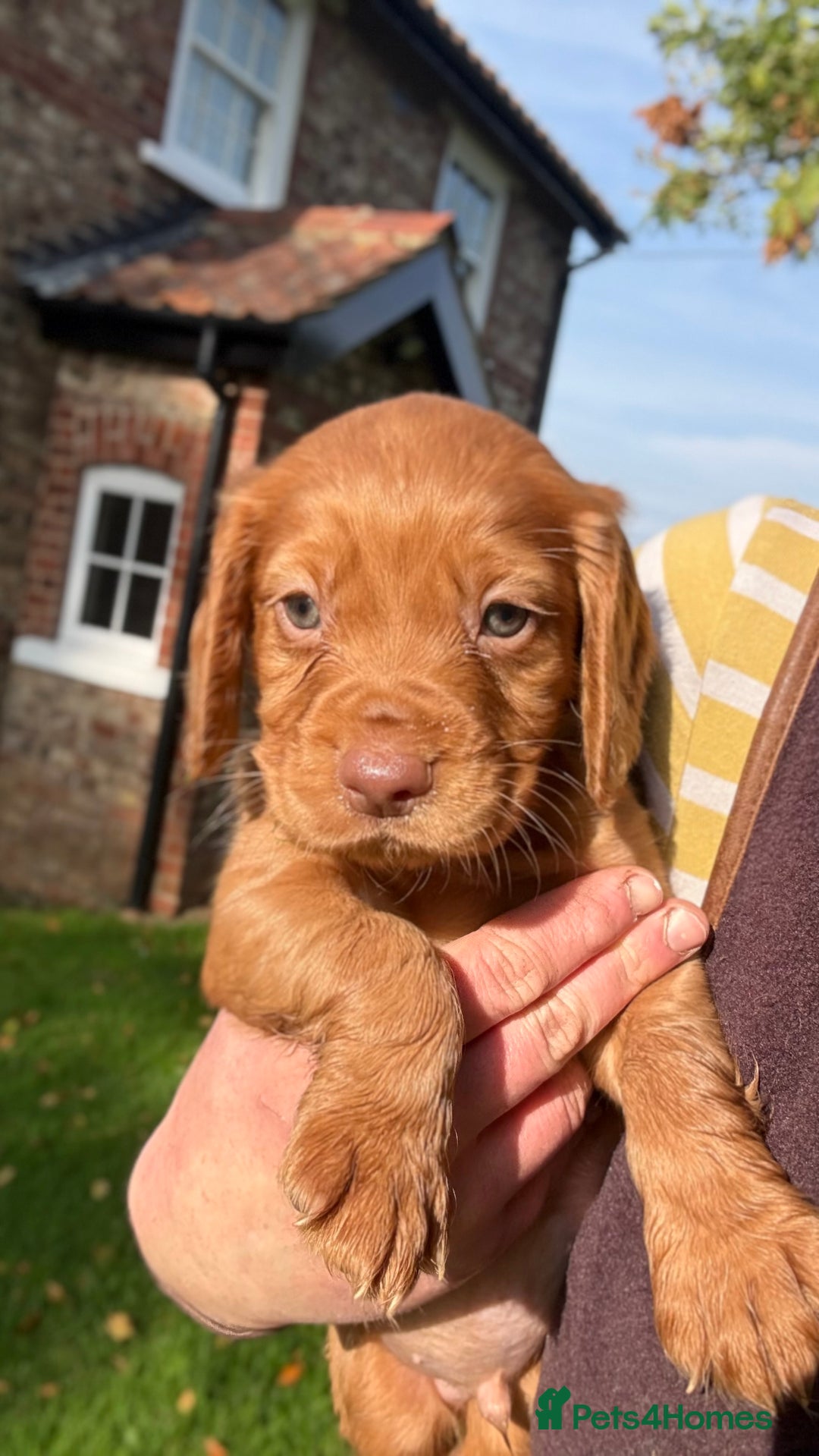 Cocker Spaniel dogs for sale: Working Cocker Spaniel Puppies  - Image 1