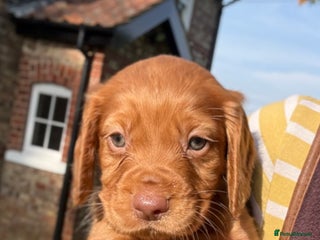 Cocker Spaniel dogs - Advert 2