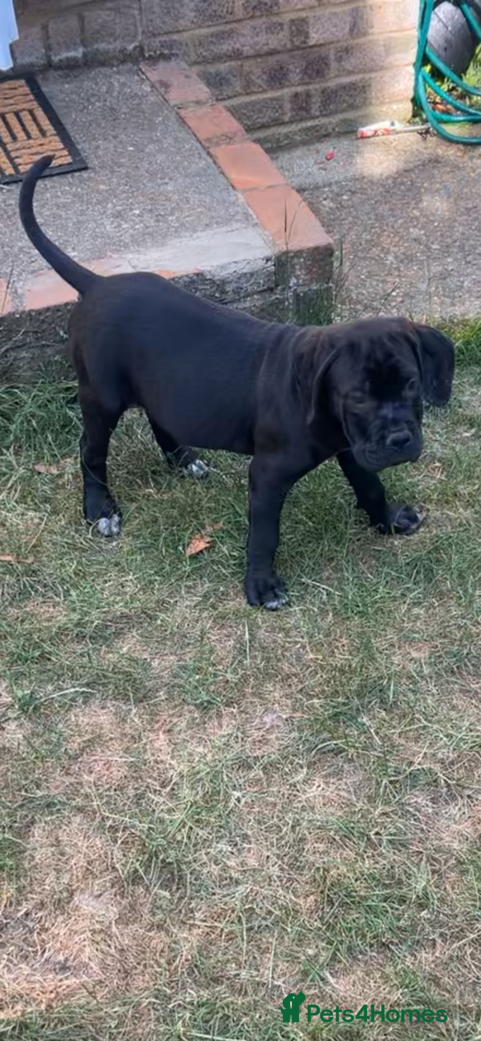 Cane Corso dogs Cane Corso Puppies – Lion Crown Kennel - Advert 8