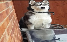 Siberian Husky dogs for sale: 5 year old husky - Image 3