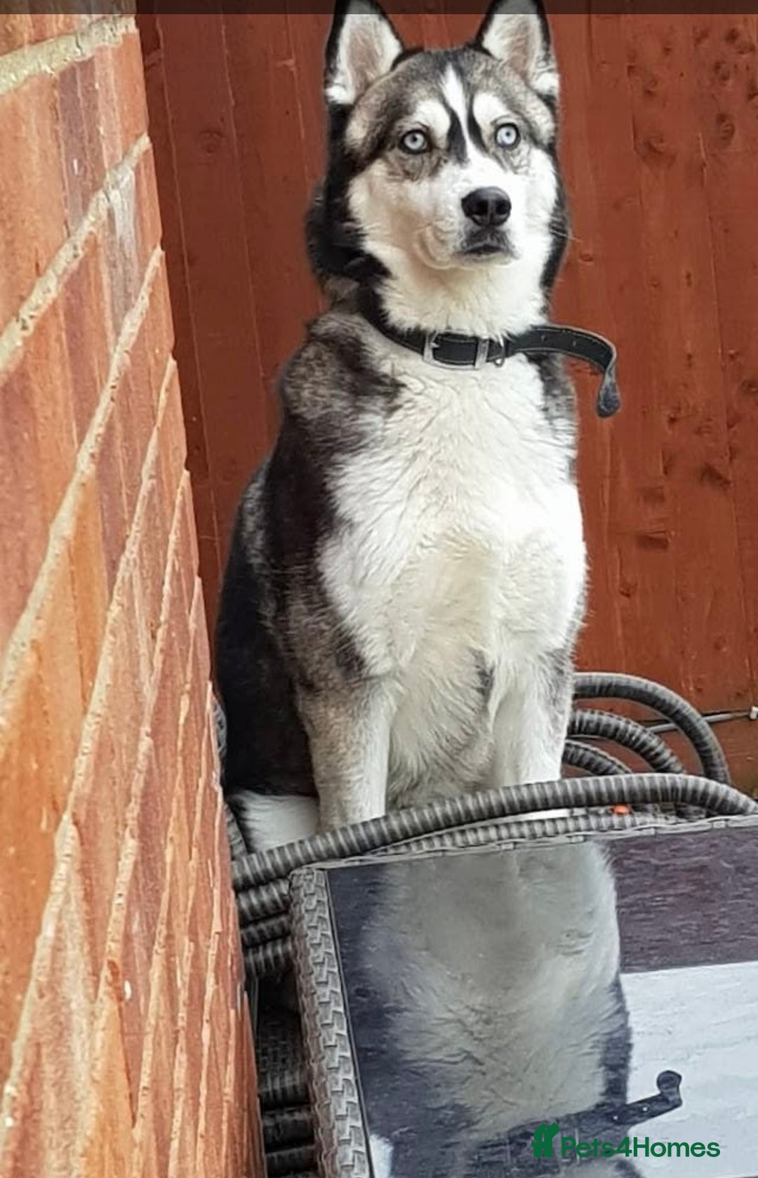 Siberian Husky dogs for sale: 5 year old husky - Image 3