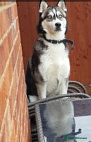 Siberian Husky dogs - Advert 1