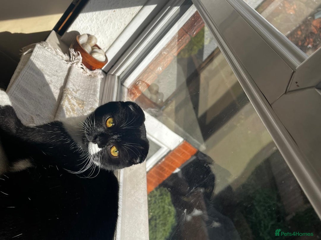 Scottish Fold cats for sale: Two beautiful kittens for sale - Advert 12