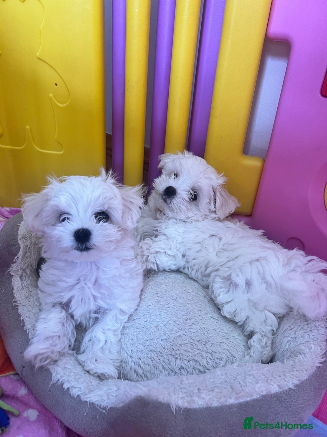 Maltese dogs for sale: Tiny Treasures: Purebred Maltese Puppies in Enniskillen - Image 2