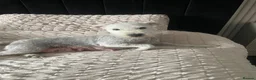 Lakeland Terrier dogs for sale: Lakeland terrier Puppys  - Advert 6