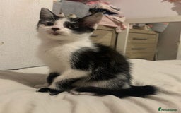 Mixed Breed cats for sale: READY NOW - 4 beautiful mixed breed kittens - Image 6