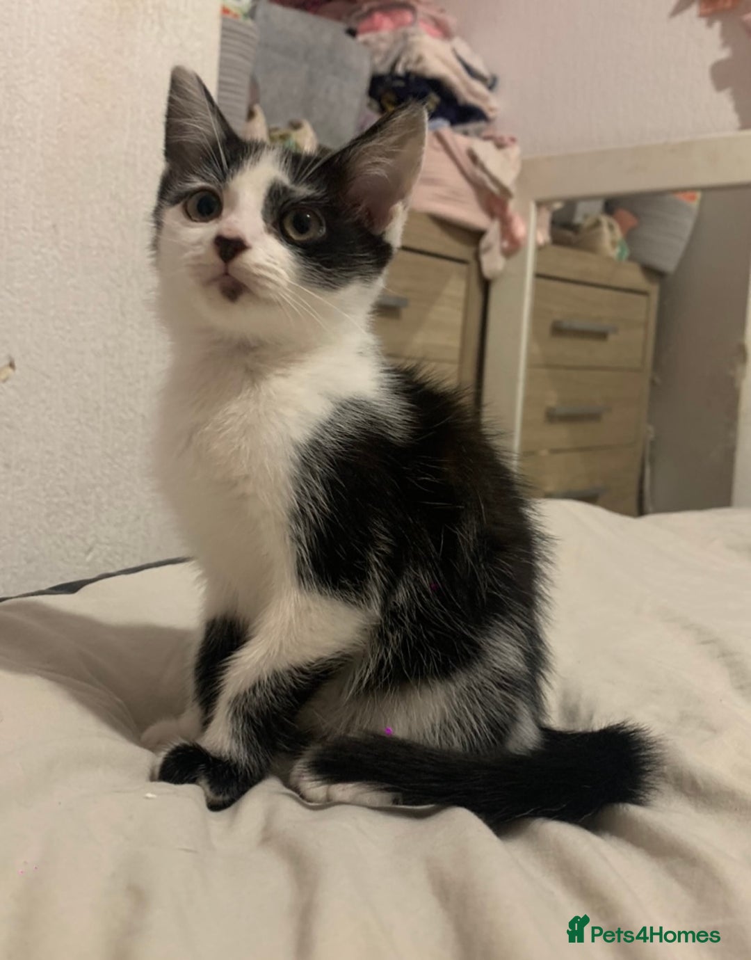 Mixed Breed cats for sale: READY NOW - 4 beautiful mixed breed kittens - Image 6