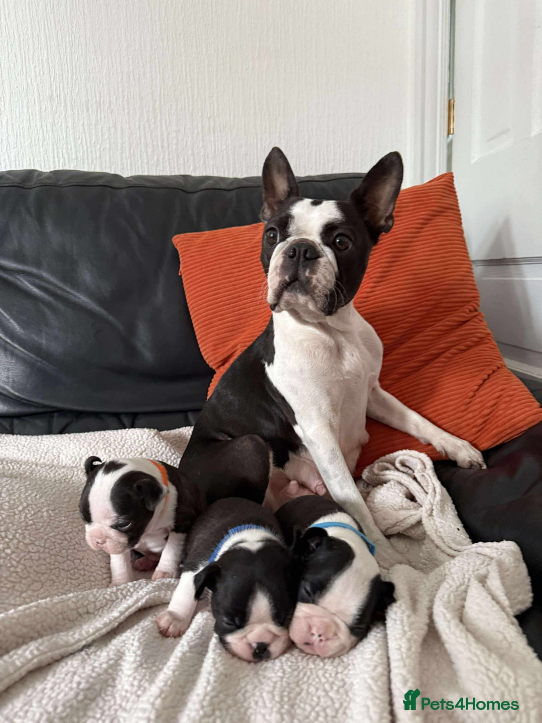 Boston Terrier Puppies Ckc French Bulldog Boston Terrier Weeks