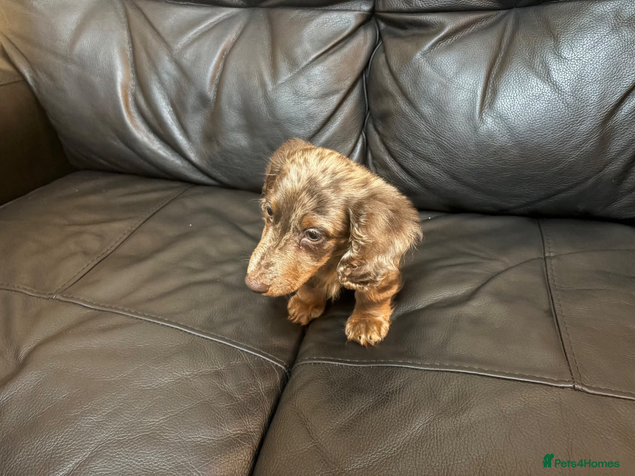Miniature Dachshund dogs This is Milo - Advert 1