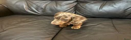 Miniature Dachshund dogs for sale: This is Milo in Dartford - Advert 1