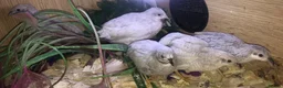 Quail poultry for sale: CHINESE PAINTED BUTTON QUAILS ! - Advert 22