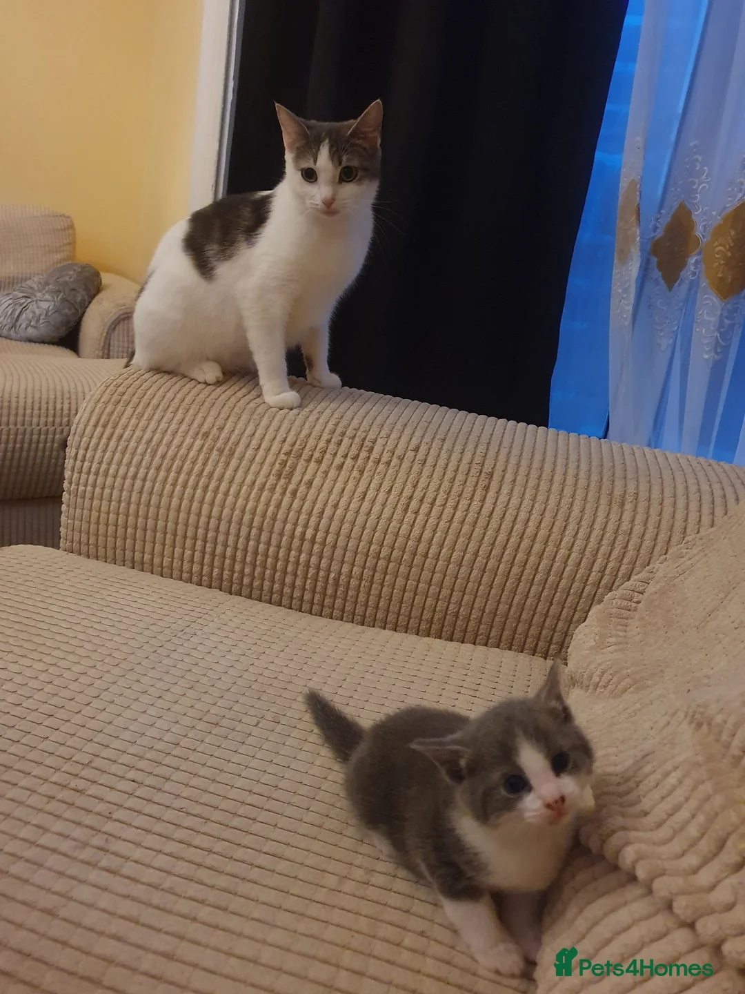 Mixed Breed cats for sale: Kittens  in Plymouth - Advert 2
