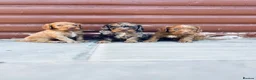 Cocker Spaniel dogs for sale: Stunning cocker spaniel puppies  - Advert 5