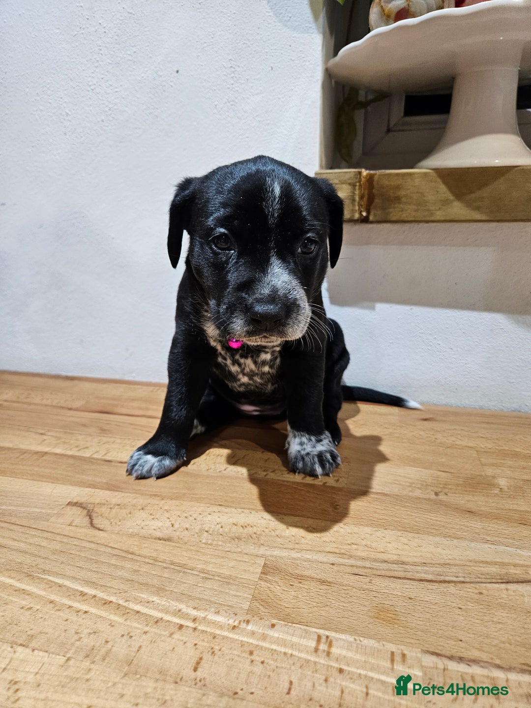 Mixed Breed dogs for sale: Litter of 7 dalmatian cross puppies - Image 19