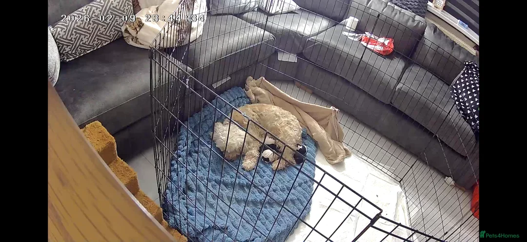 Cockapoo dogs for sale: Gorgeous cockapoo puppies in Pontypridd - Advert 5