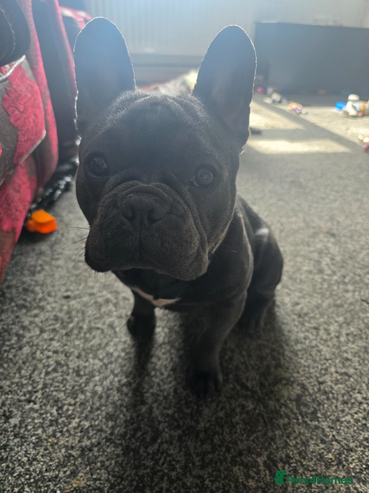 French Bulldog dogs Boy french bulldog - Advert 1