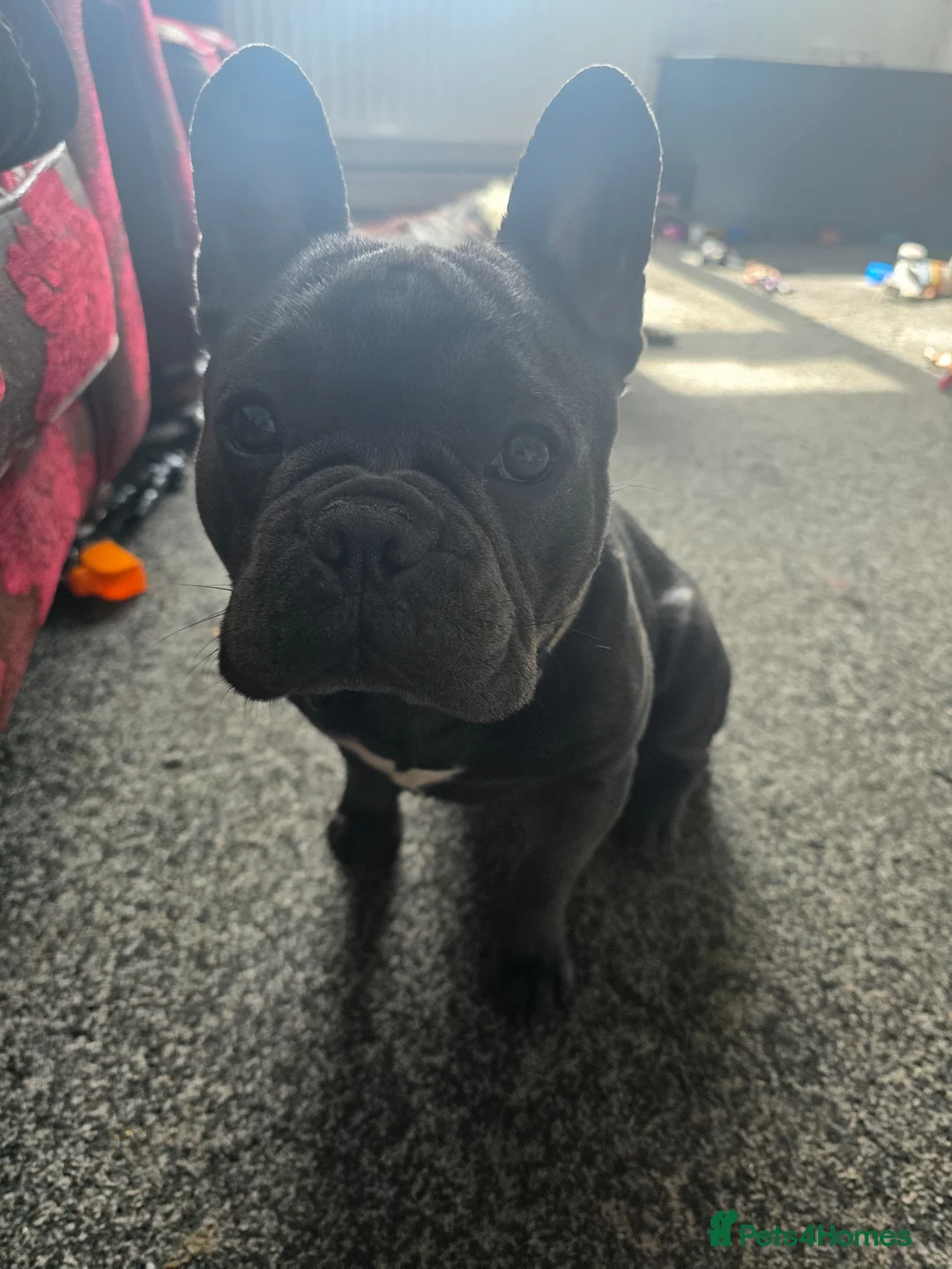 French Bulldog dogs for sale: Boy french bulldog - Advert 1
