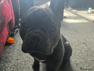 French Bulldog dogs Boy french bulldog - Advert 1