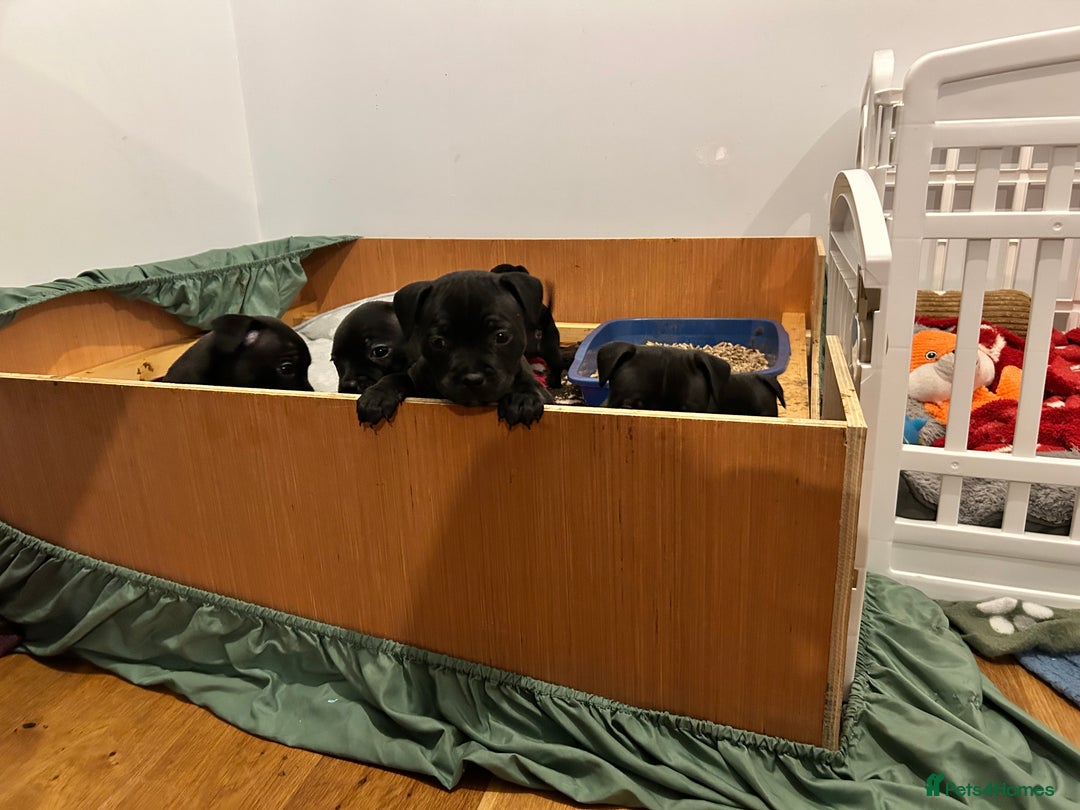 Staffordshire Bull Terrier dogs for sale: Staffordshire bull terrier puppies - Advert 15