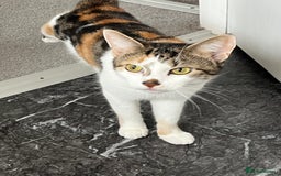 Mixed Breed cats for sale: Due to child allergies two female cats - Advert 1