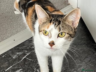 Mixed Breed cats Due to child allergies two female cats - Advert 1