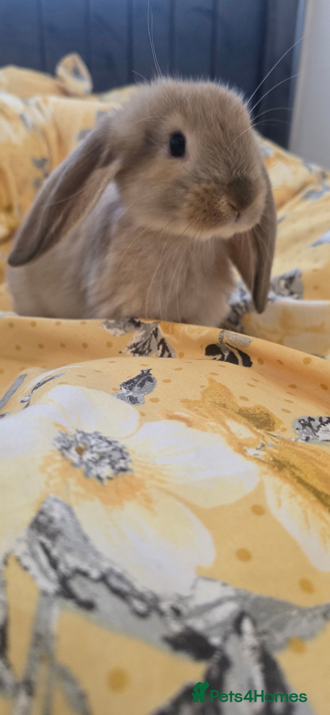 French Lop rabbits for sale: Beautiful French Lop bunnies - Image 29