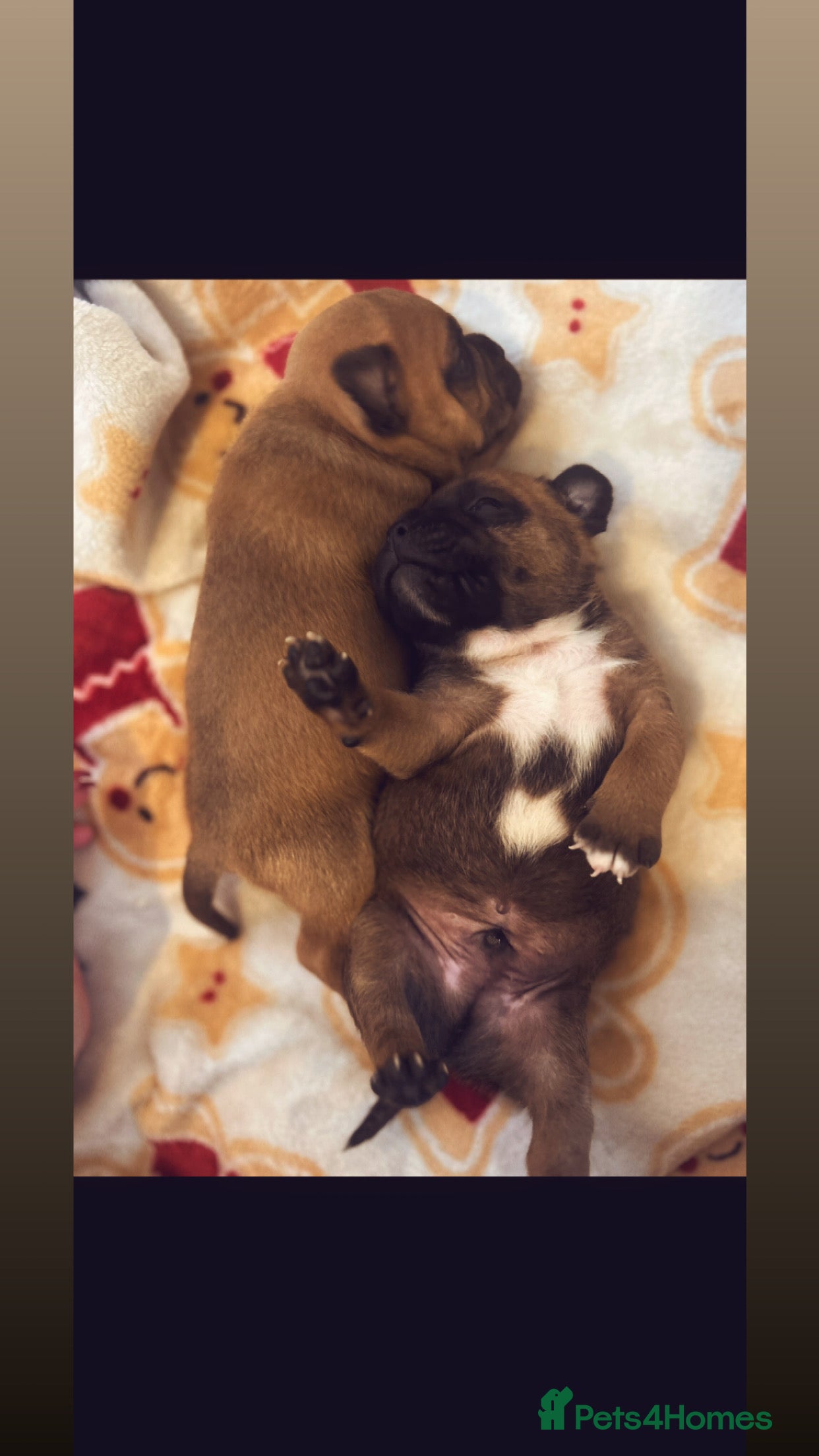 Staffordshire Bull Terrier dogs Outstanding boys ✨ - Advert 1