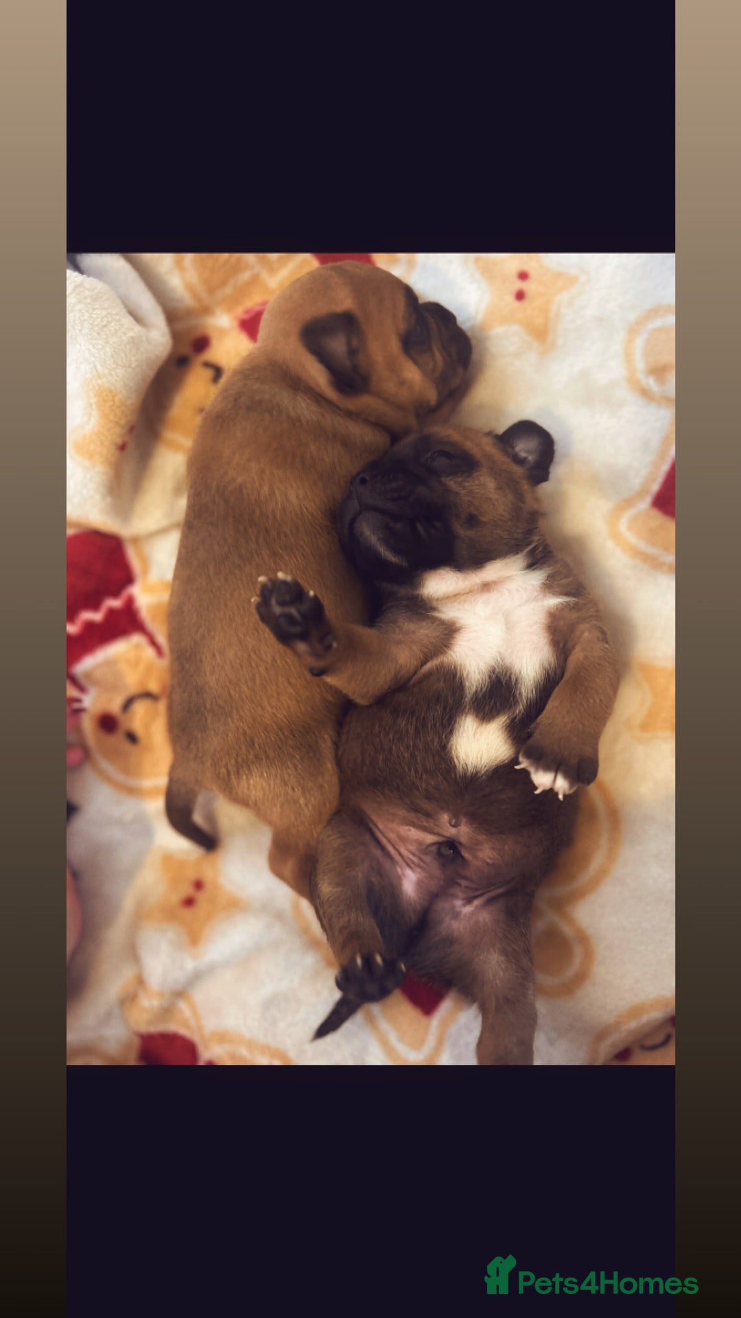 Staffordshire Bull Terrier dogs for sale: Outstanding boys ✨ - Advert 2