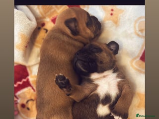 Staffordshire Bull Terrier dogs Outstanding boys ✨ - Advert 1