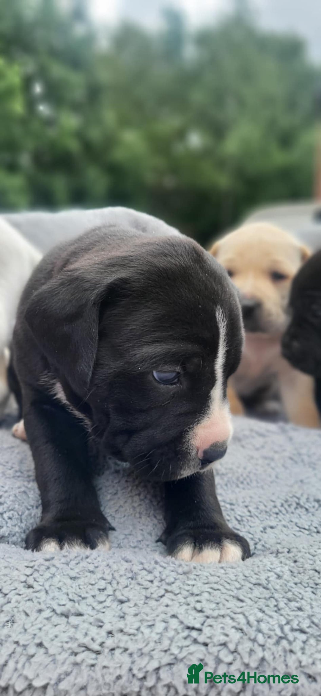 Mixed Breed dogs for sale: Ready to collect – Cane Corso puppies  - Image 35