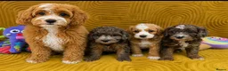 Cavapoo dogs for sale: Stunning F1B Cavapoos FULLY DNA health tested - Advert 3