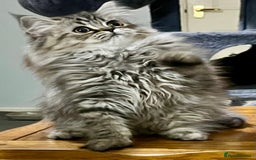 British Longhair cats for sale: 3 Adorable British Longhair x Persian Kittens  - Image 11