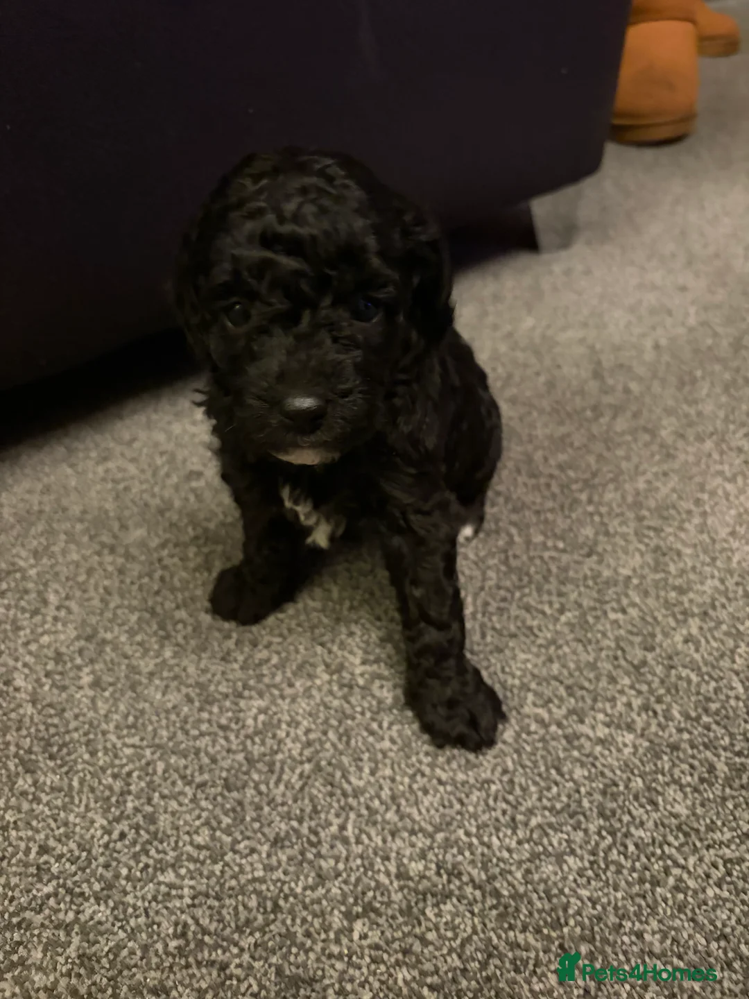 Bordoodle dogs for sale: Stunning litter of colliepoo/bordoodle puppies  - Advert 28