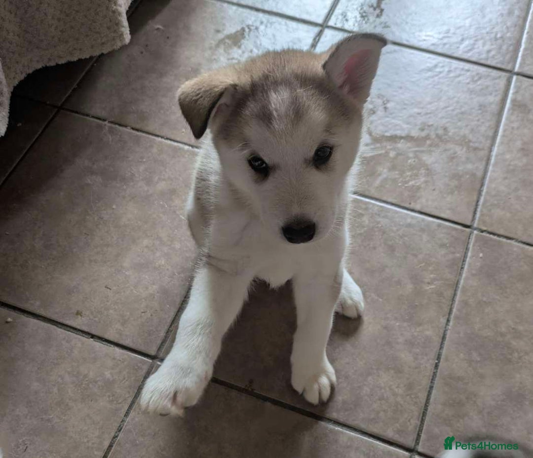 Utonagan dogs for sale: Maliky/ huskymute puppies  - Advert 14