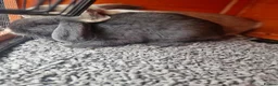 Mini Lop rabbits for sale: Mr Grey and Mr Twinkle toes - Advert 3
