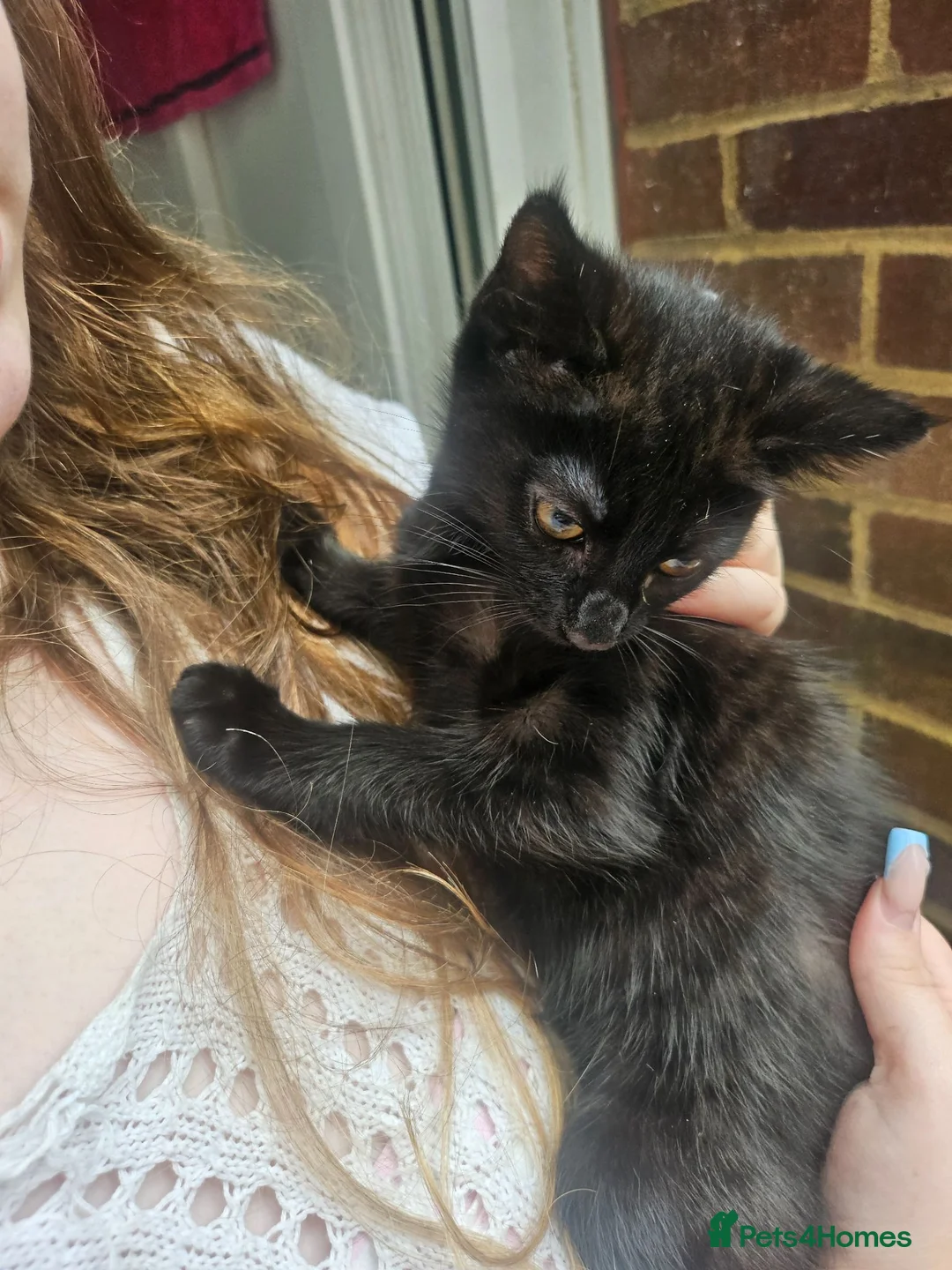 Mixed Breed cats for sale: Female kitten - Advert 3