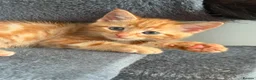 Mixed Breed cats for sale: Mixed Maine Coon kittens - Advert 13