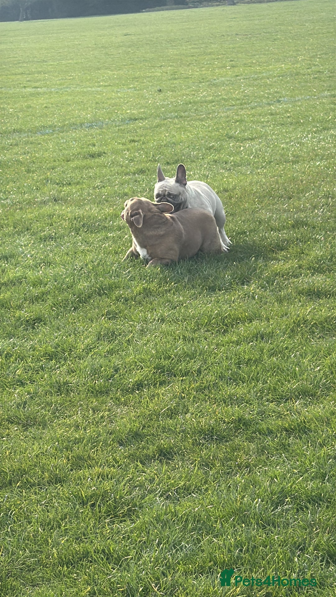 French Bulldog dogs for sale: Aiwa and Loya - Image 7