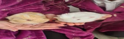 Guinea Pig rodents for sale: 2 x baby guinea pigs white / ginger  in Brigg - Advert 5