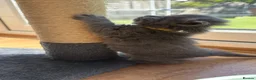 British Longhair cats for sale: Stunning Blue BritishLonghair Kittens  - Advert 9