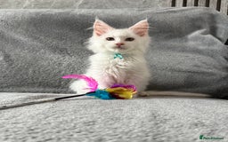 Maine Coon cats for sale: Maine Coon Kittens TICA Registered Cattery  - Image 35
