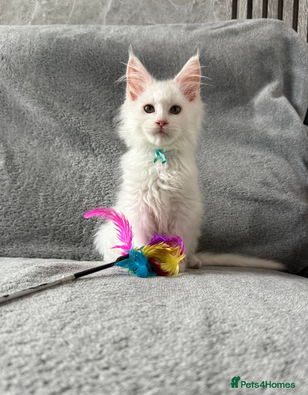 Maine Coon cats for sale: Maine Coon Kittens TICA Registered Cattery  - Image 35