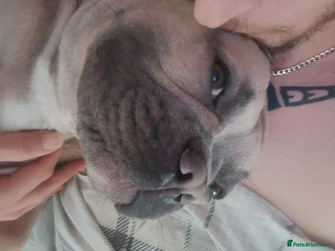 French Bulldog dogs for stud: Bruno - Advert 1