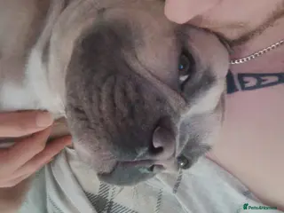 French Bulldog dogs Bruno - Advert 7